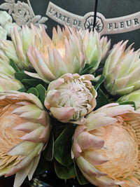 NEW Loose Flowers - PROTEA (CLOSED) 6s