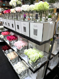 Couture Nine Rose Buds - Clear - White Peach - SVS905 (Carton of 2)