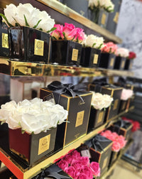 Couture Nine Rose Buds - Black - Peach (Carton of 2)