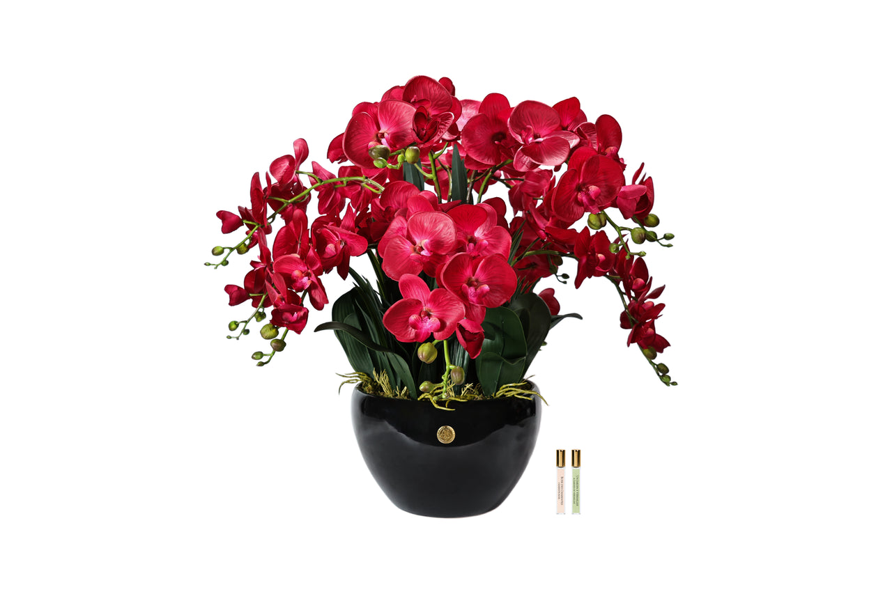 Grand Orchid- Red - GO14 (Carton of 1)