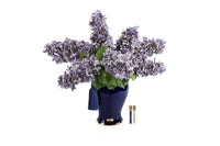 Indigo & Mauve Hydrangeas - INDH04 (Carton of 1)
