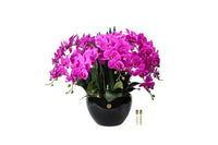 Luxury Giant Orchid Bouquet - Ceramic Pot - Fuchsia - GO09 (Carton of 1)